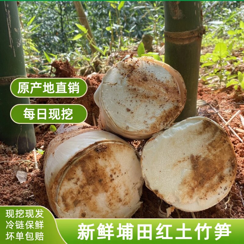 广东揭东埔田农家红土麻竹笋野生鲜笋大头笋春笋现挖新鲜现发甜笋