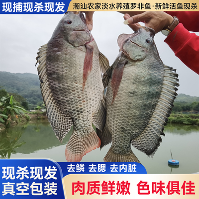 潮汕罗非鱼新鲜鱼农家鱼肉非洲鲫活鱼现杀非冷冻活体淡水海鲜包邮