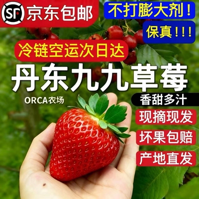 丹东九九草莓顺丰空运无膨大剂