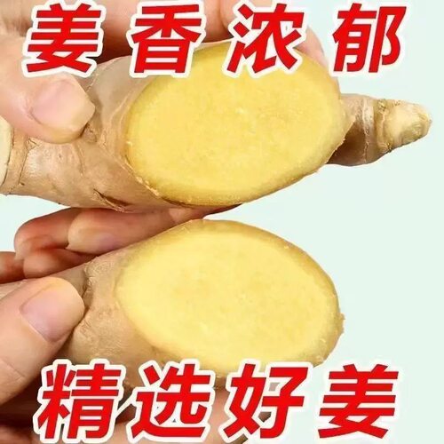 山东大姜优质生姜月子姜风干姜现挖鲜姜新鲜老黄姜无残留食用