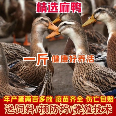 一斤纯种麻鸭活苗绿头脱温