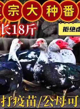 黑番鸭苗活体正宗大种红脸番鸭苗鸳鸯鸭非洲雁西洋鸭滕鸭苗火鸭子