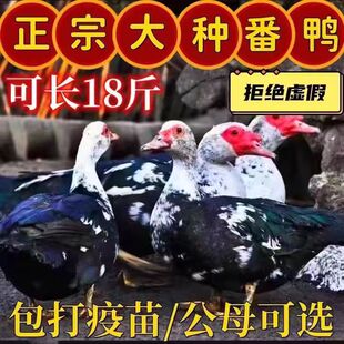 黑番鸭苗活体正宗大种红脸番鸭苗鸳鸯鸭非洲雁西洋鸭滕鸭苗火鸭子