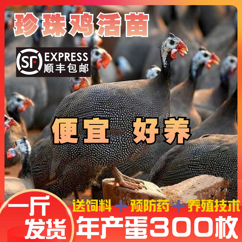云南正宗珍珠鸡活苗重真脱