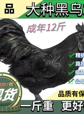 纯种一斤大种乌骨鸡活鸡一斤五黑鸡绿壳蛋黑乌鸡苗下蛋五黑鸡母鸡