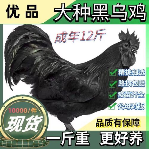 纯种一斤大种乌骨鸡活鸡一斤五黑鸡绿壳蛋黑乌鸡苗下蛋五黑鸡母鸡