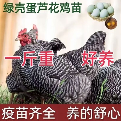 正宗芦花鸡活苗一斤纯种汶