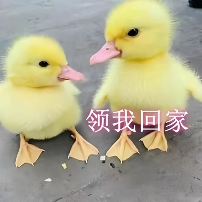 活体宠物小黄鸭子活的网红鸭柯尔鸭可达鸭柯基鸭观赏鸭科尔鸭仔