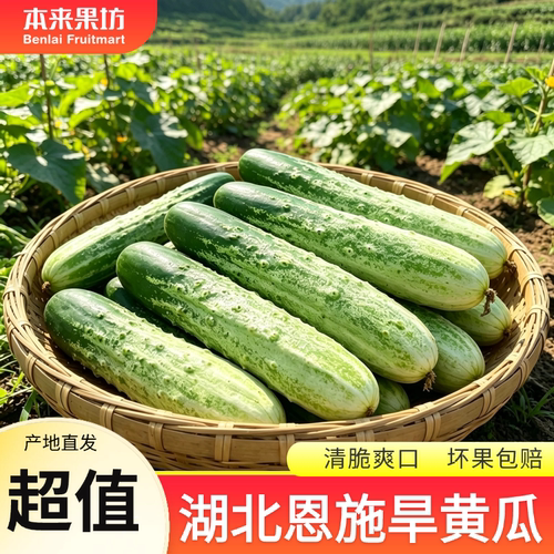 湖北恩施旱黄瓜高山露天老品种黄瓜应季新鲜蔬菜新鲜黄瓜整箱包邮