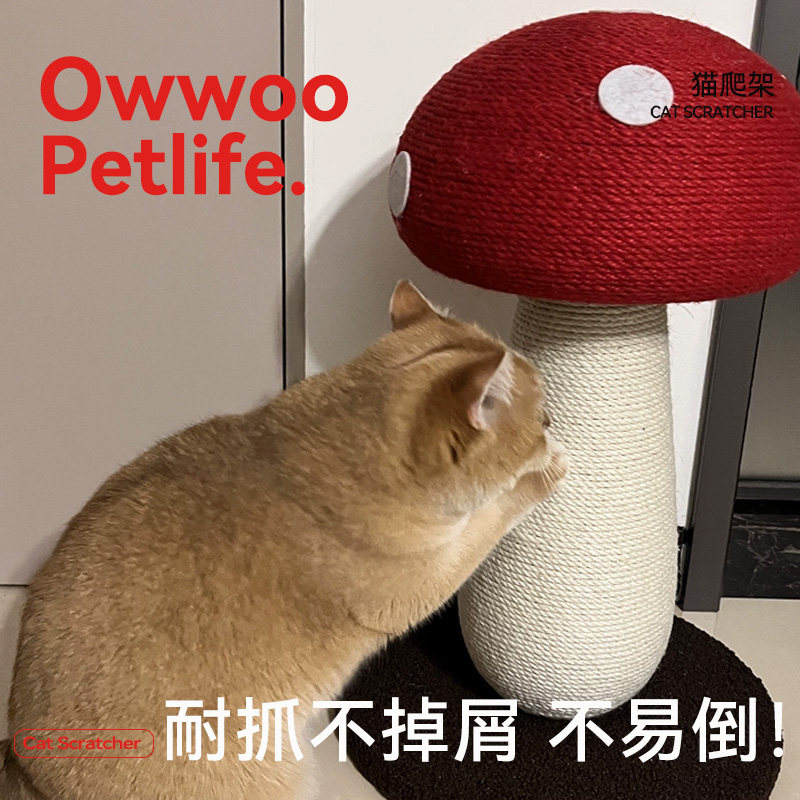 家里有一颗蘑菇！剑麻猫抓柱