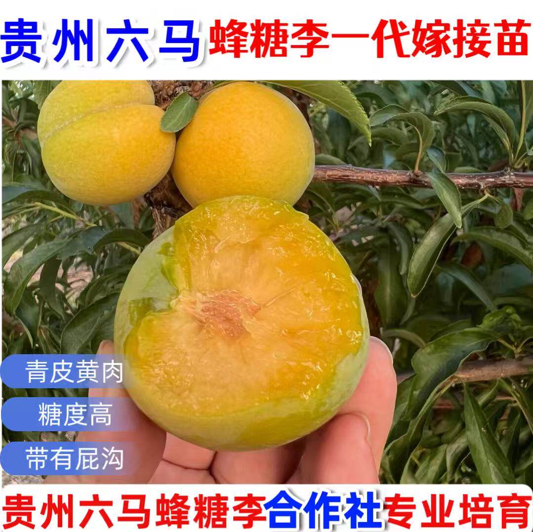 正宗贵州蜂糖李一代嫁接苗