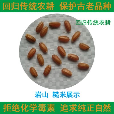 岩山 古老品种 水稻谷子 非转基因 可留种 常规稻千年古稻