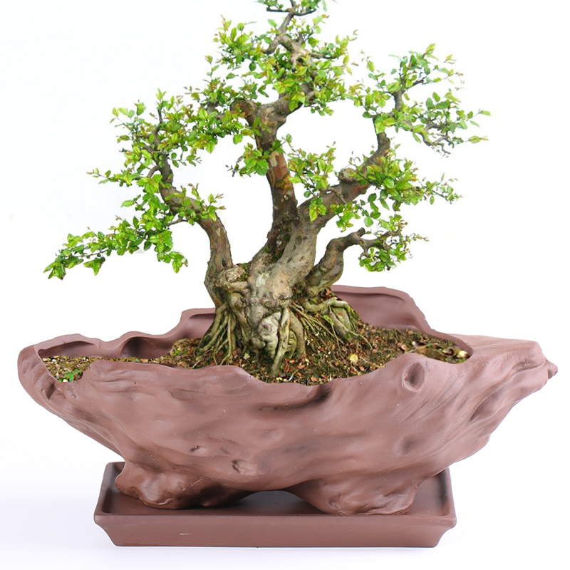 简约兰花盆景花盆陶瓷绿s植榕树盆栽复古家用多肉植物紫砂盆带托