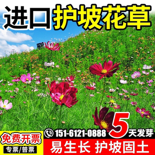 护坡野花组合荒山边坡工程绿化草籽四季耐寒耐旱护坡固土花草种子