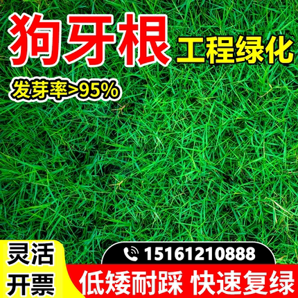 狗牙根草坪草籽耐热耐干旱草种子矮生免修剪四季常青护坡固土绿化