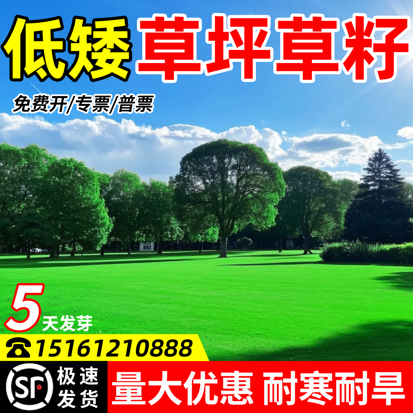 草坪草籽矮生免修剪四季常青护坡固土工程绿化草种子黑麦草狗牙根