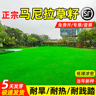 马尼拉草坪草籽矮生四季常青免修剪庭院公园绿化护坡固土草种子