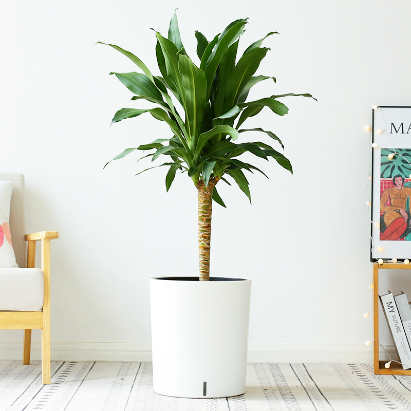 幸运木盆栽巴西木香龙血树办公室内客厅净化空气绿植养大型植物