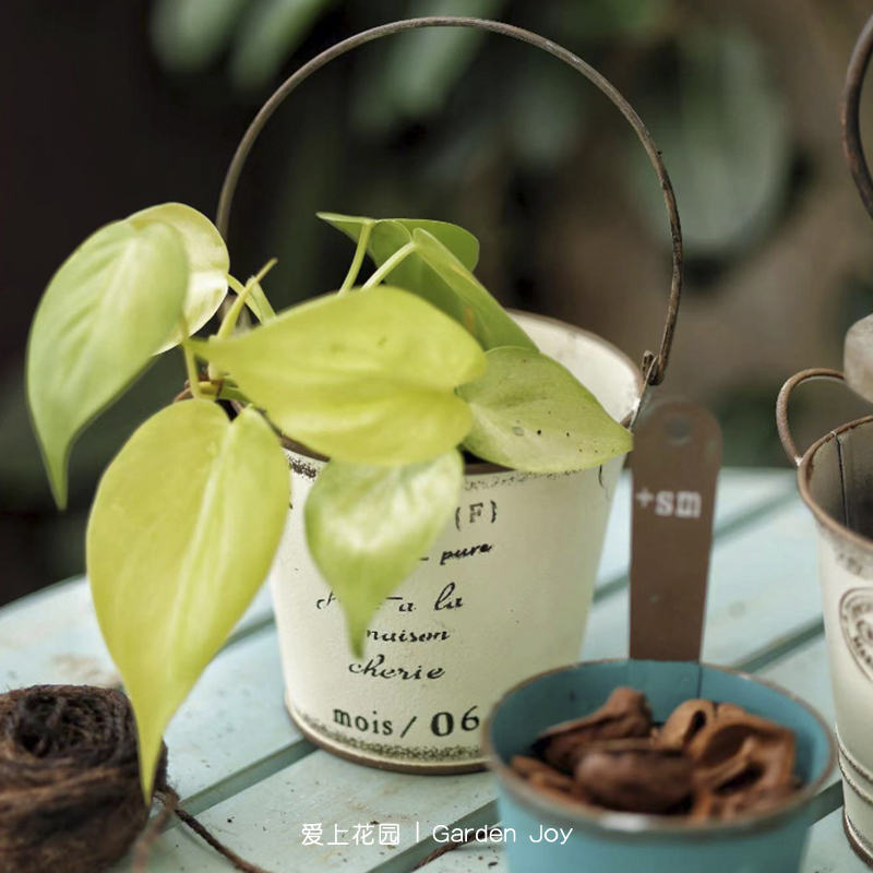 爱上花园铁艺花盆室内装饰草花盆铁皮做旧小提桶字母刻度花盒