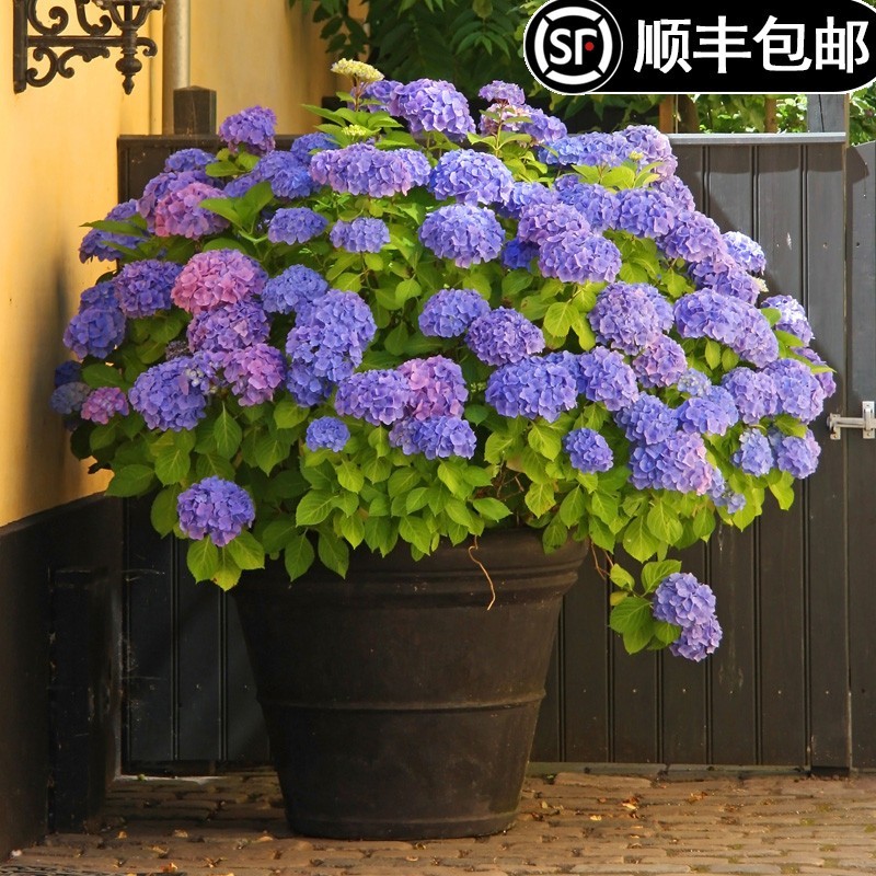 绣球花苗无尽夏四季花绣球花盆栽带花庭院花卉室内植物花带花苞