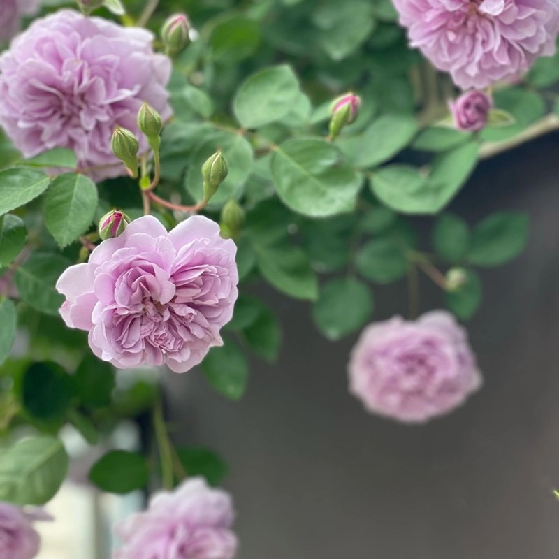 铃兰家   蓝色阴雨    蓝紫色藤本月季花苗爬藤攀爬花卉四季开花