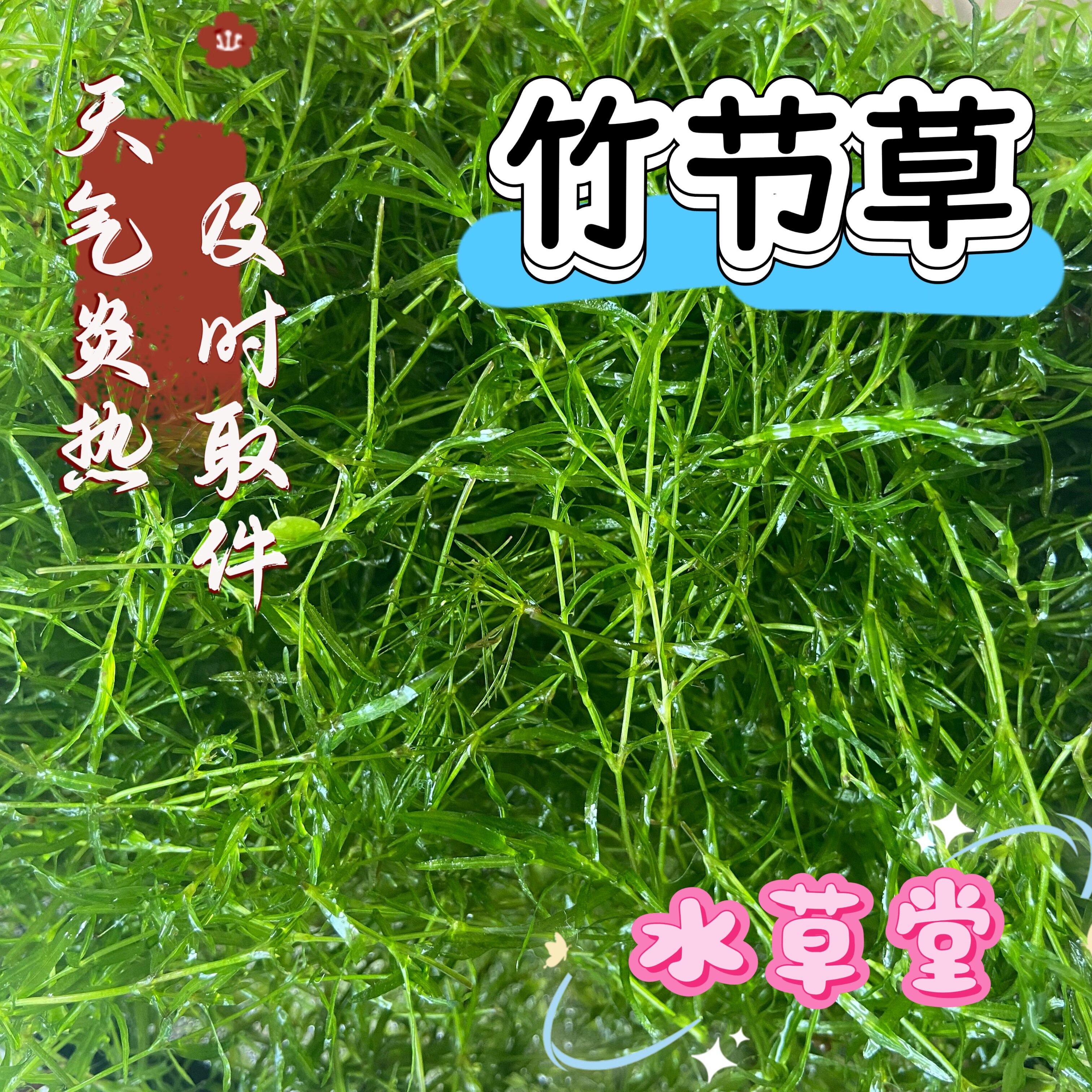 印度小竹节草碎草孔雀鱼虾躲避中后景淡水新手净化水质水下叶水草