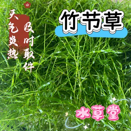印度小竹节草碎草孔雀鱼虾躲避中后景淡水新手净化水质水下叶水草