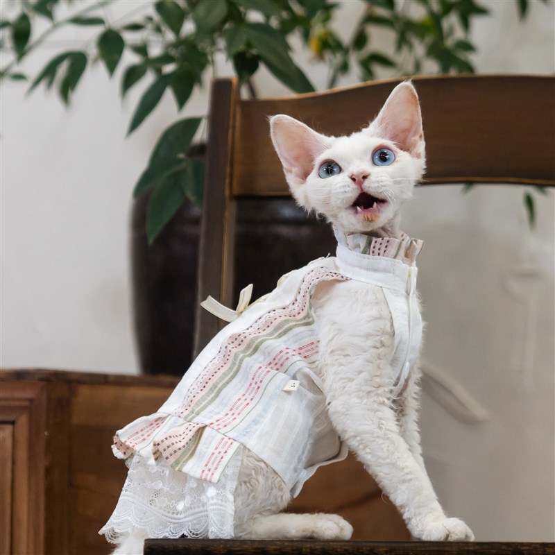 芭蕾风田园裙任发财无毛猫衣服德文衣服斯芬克斯猫