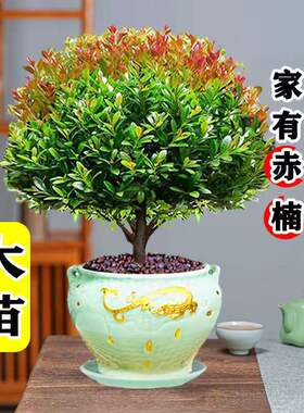 小叶赤楠盆景金丝楠木老桩盆栽室内办公室桌面绿植物花卉好养四季