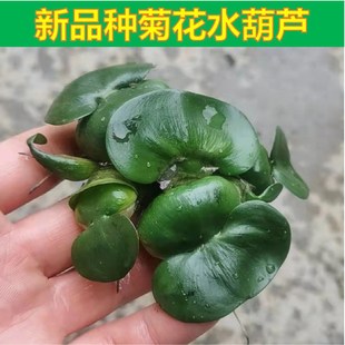 新品种菊花水葫芦养龟养鱼水培植物浮萍水草乌龟鱼缸造景净化水质