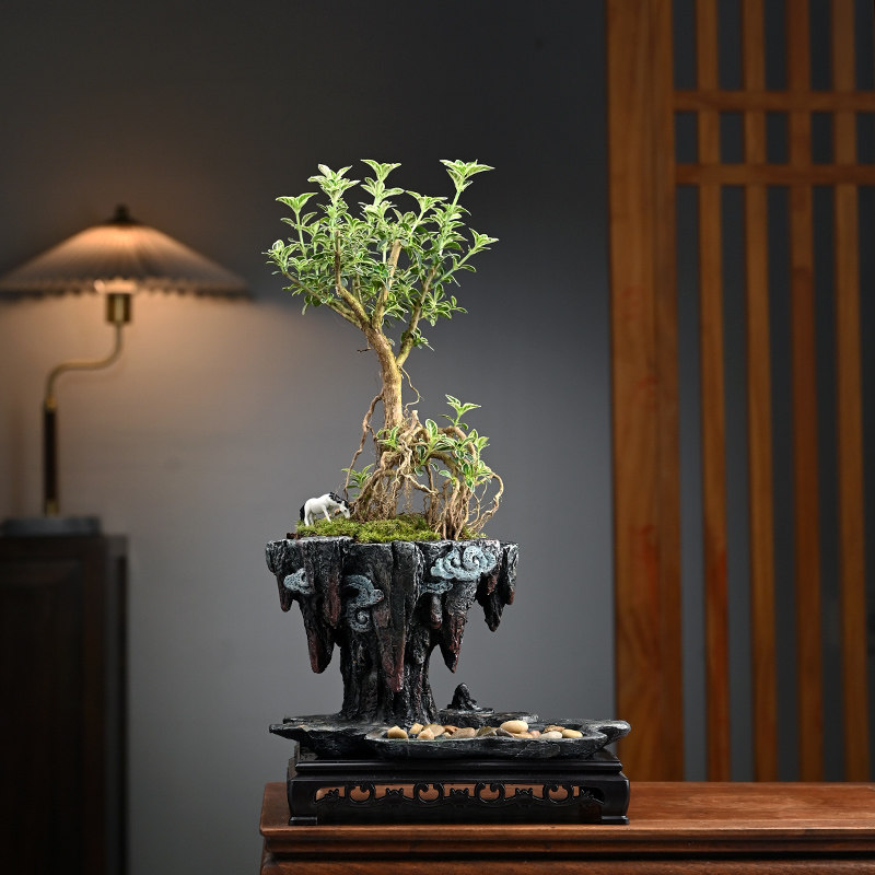 六月雪赤楠假山盆景植物提根造型老桩阳台桌面喜阳好养绿植耐旱寒