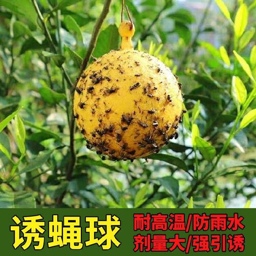 防虫防晒蔬菜诱蝇球防水菜园桔子果蝇球捕虫器防虫球圆体耐用蜂针