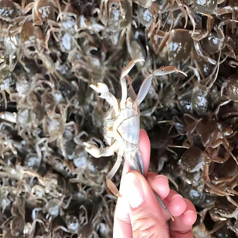培育杂交b大品种大闸蟹幼苗人工养殖鲜活螃蟹苗淡水河蟹稻田蟹10