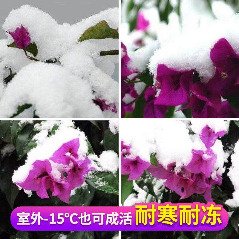 三角梅花苗爬藤植物重瓣老桩室内阳台盆栽花卉庭院四季蔷薇带花发