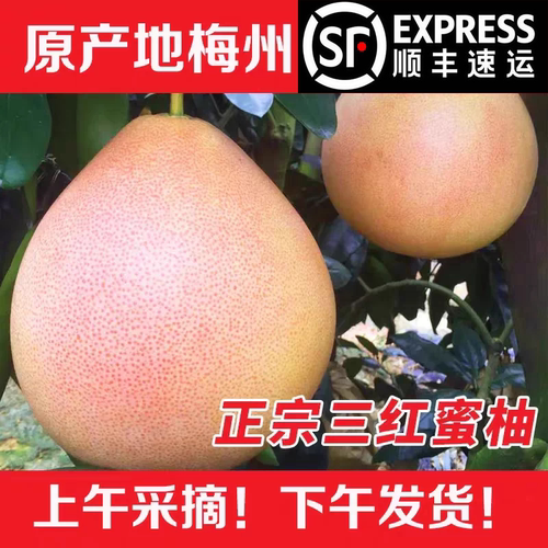 顺丰包邮梅州三红蜜柚现摘现发
