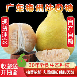 【大中小任选】30年老树正宗梅州沙田柚子甜柚客家特产非白肉蜜柚