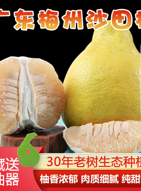 【大中小任选】30年老树正宗梅州沙田柚子甜柚客家特产非白肉蜜柚