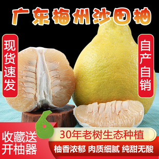 【大中小任选】30年老树正宗梅州沙田柚子甜柚客家特产非白肉蜜柚