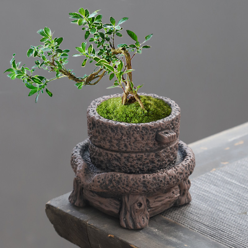 多肉花盆陶瓷盆景粗陶复古中式紫砂创意大小口径简约酒店民宿摆件,鲜花速递/花卉仿真/绿植园艺,洒水/浇水壶,淘宝优惠券,粉丝福利购,淘宝优惠卷