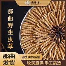 源臻草2025西藏那曲头期野生冬虫夏草官方旗舰店正品野生虫草礼盒