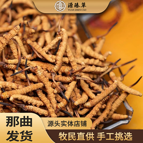 源臻草野生虫草2025西藏那曲头期