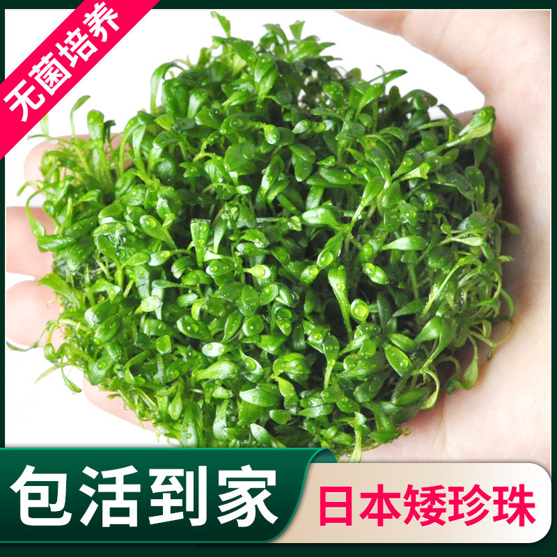 无菌迷你日本矮珍珠趴爬地矮珍珠鱼缸淡水活体植物真水草造景草坪,包装,包装胶带,淘宝优惠券,粉丝福利购,淘宝优惠卷