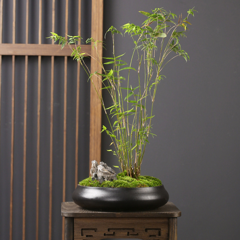 粗陶花盆陶瓷发财树蝴蝶兰大口径盆栽盆兰花吊兰绿萝君子兰盆景盆