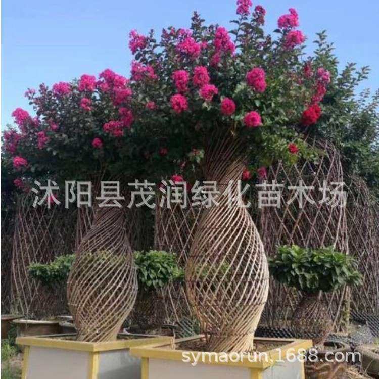 地景紫薇 瓶状紫薇 花瓶式样紫薇 观赏价值高营养袋培育好移栽