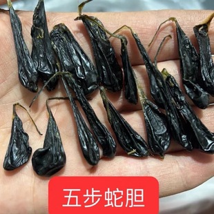 蛇胆干正宗五步蛇胆武夷山眼镜蛇胆干8年蛇龄10粒包邮另有蛇鞭