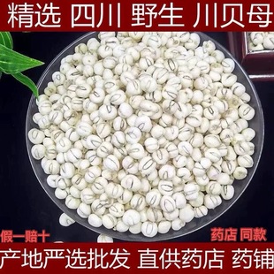 发货和图片一样)川贝母中药材野生川贝母松贝母正品新货怀中抱月