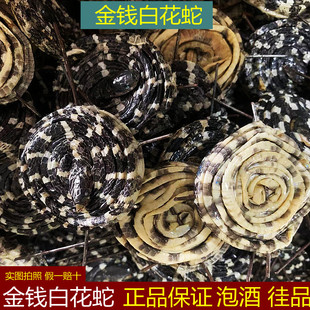 金钱白花蛇整条泡酒正品小白花蛇一条小水蛇打粉蕲蛇真品