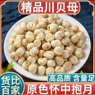 川贝母无硫熏纯野生四川阿坝正品松川贝母粉怀中抱月中药材克