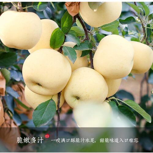【顺丰京东送货上门】黄金奶油富士甜苹果冰糖心丑苹果4.5斤8.5斤