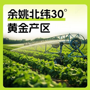 备得福| 榨菜芯 脆嫩下饭菜鲜香咸菜酱菜即食开味小菜休闲美食30g